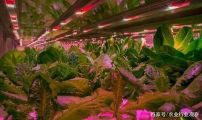植物工廠 盈利困局中的消費(fèi)趨勢與未來價值
